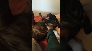 My 8 month old bullmastiff puppy won’t let me make the bed funny cute annoying pets dog [upl. by Ahseet268]