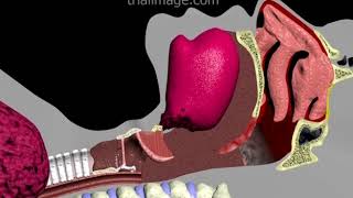 Endotracheal Intubation Animation by Cal Shipley MD [upl. by Aseret]