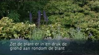 Hoe plant ik groepen vaste planten [upl. by Rebeh]