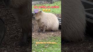 Shepreth Wildlife Park Capybaras shortsfeed viral sunday capybara followus discoverunder10k [upl. by Gustave]