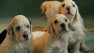 English Setters puppies  4 weeks Kennel Marisett [upl. by Erdnaid]