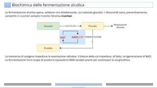 Fermentazione alcolica [upl. by Floyd]