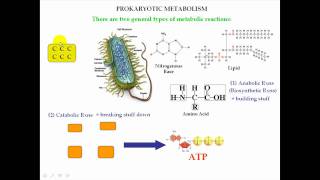 Prokaryotic Metabolism Warmup Info Part 1 [upl. by Dougie]