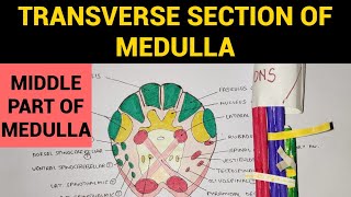 Transverse Section of Medulla  2  TS at Middle Part of Medulla at Sensory Decussation [upl. by Nevak]