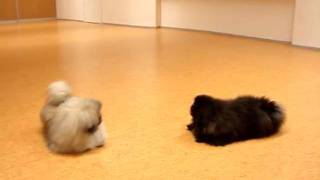 Pekingese puppies Blacky and Villu playing [upl. by Atirhs878]