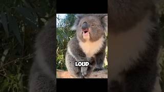 The Stunning Sound Of Koala  A Very Loud Song 😨 [upl. by Sluiter]