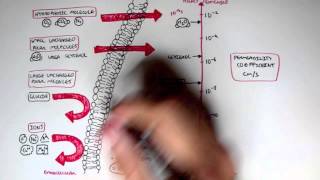 Membrane Transport [upl. by Abra]