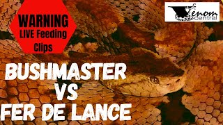 2 of Brazils Deadliest Pit Vipers  Bushmaster vs Fer de lance [upl. by Nataline]