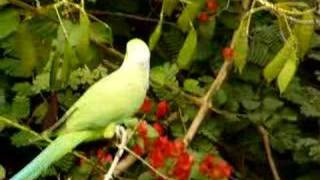 Rose Ringed Parakeet at Work [upl. by Modie]