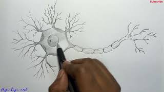 Neuron cell drawing easily Biology diagram class 9 amp 10  How to draw Neuron [upl. by Nedyarb]