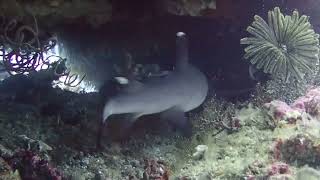 Scuba Diving White tip shark Candidasa Indonesia 🇮🇩 [upl. by Phillis]