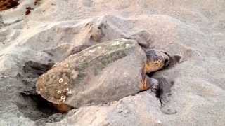 Loggerhead Sea Turtle Nesting [upl. by Aerdma]