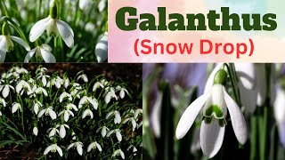 Galanthus  Snowdrop  All About Snowdrop Flower  Galanthus Phool [upl. by Oyam]