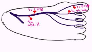 medial plantar nerve by dr sameh ghazy [upl. by Neetsirk]