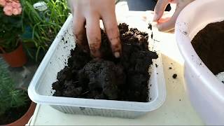 【在家種菜】咖啡渣不要丟 有太多種用途 可做有機堆肥How to Make Compost the Easy Way阿美美 [upl. by Akilam]