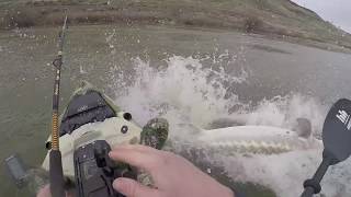 Monster 8ft Sturgeon nearly sinks kayak [upl. by Berk612]