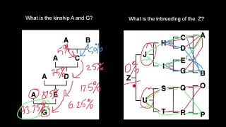 Kinship vs Inbreeding [upl. by Saduj502]