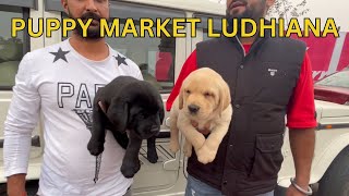 Puppy market in India at cheapest rates Wholesale Dog market outside Ludhiana Dog show 2023 [upl. by Dekeles237]