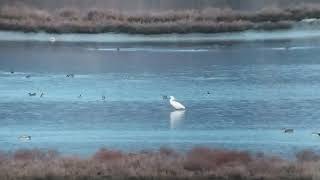 Spoonbill Škocjanski zatok Slovenia [upl. by Nickolas174]