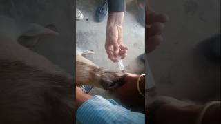 Vitamin B complex injection through subcutaneous in goats 🐐goat injection vitamin [upl. by Brina845]