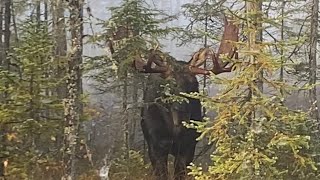 Northwestern Ontario Archery Moose Hunting See it to Believe it  Beauty Bull [upl. by Issie]