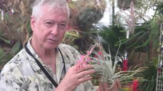 Tillandsia In Bloom  Tilly Talks with Paul Isley  Rainforest Flora Inc [upl. by Yeldarb827]