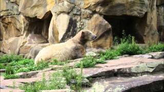 Polar Bear Knut is dead  Eisbär Knut gestorben 19032011 HD [upl. by Triplett176]