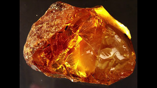 Amber A Magical Time Capsule Of a Gemstone [upl. by Kallick]