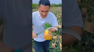 amazing fact ytshorts facts viralvideo trending fruit [upl. by Coy]