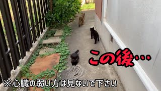 【閲覧注意】子猫ほのぼの動画が一瞬で体をのけぞりたくなる恐怖映像に変わる決定的瞬間 [upl. by Maisel]