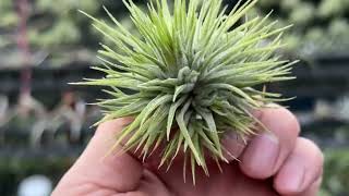 ボール状クランプ＊チランジア イオナンタ スター Tillandsia ionantha Star＊エアプランツ＠フラワーショップ江口鹿児島県出水市＊Tillandsiaエアプランツ専門店チランドシア [upl. by Akselaw]