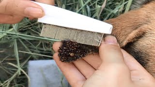 We rescue dogs and dogs from the attack of ticks on the dogs ears [upl. by Dannon]