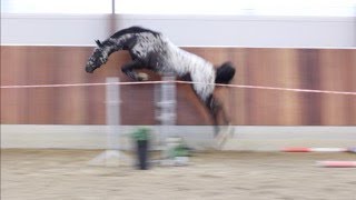 Spotilas by TotilasSleipner  Jumping video [upl. by Enelehcim]