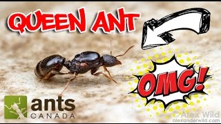 How to Catch A Queen Ant [upl. by Sulrac343]