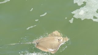 Hatteras Island 2 OBX  Rodanthe Pier B  Catching Sting Rays [upl. by Maxentia849]