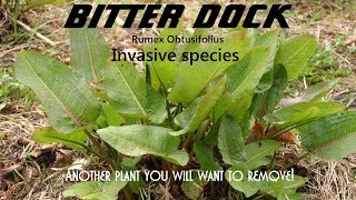 ⟹ BITTER DOCK  Rumex Obtusifolius  A plant almost impossible to get rid of an heres why [upl. by Harifaz688]