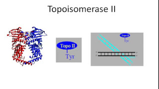 Topoisomerase II [upl. by Corrianne]