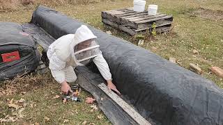 Wrapping the bee hives to get ready for Canadian winter [upl. by Flower646]