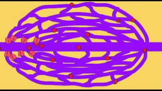 AP2 EXAM 1 PRECAPILLARY SPHINCTERavi [upl. by Bobine]