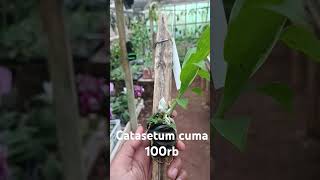 catasetum anggrek garden orchid plants flores bunga tanamanhias [upl. by Balough]