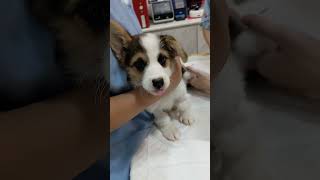 Blood draw for a brave Corgi baby 🥺💉 corgipuppy fearfree vetmed [upl. by Harilda438]