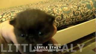 Gatti Exotic Shorthair Cuccioli Disponibili [upl. by Willtrude]