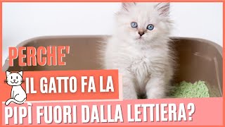 Perchè il gatto fa la pipì fuori dalla lettiera  6 MOTIVI E SOLUZIONI  Gatto fa pipì dappertutto [upl. by Kordula]