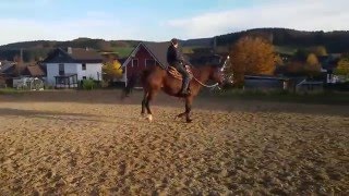 Fliegende Galoppwechel mit Janik amp Fancy Freestyle [upl. by Aienahs138]