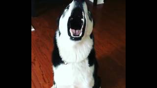 Husky screaming [upl. by Mure]