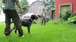 Deutsch drahthaar Puppy training  Pike  Steadiness [upl. by Sarita]