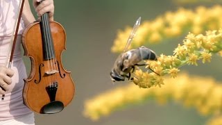 Die Biene The Bee  LAbeille Franz Schubert  Duo Bella Musik [upl. by Mag]