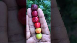 Vitamin C rich Barbados cherry shorts barbados cherry vitaminrich fruit [upl. by Albin]