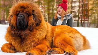 The Magnificent World of Tibetan Mastiffs Unleashing the Extraordinaryquot TibetanMastiff [upl. by Diana]