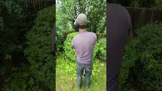 Super Fast Choisya Trim satisfying shorts gardening stihl garden summer shortvideo gardener [upl. by Whit]